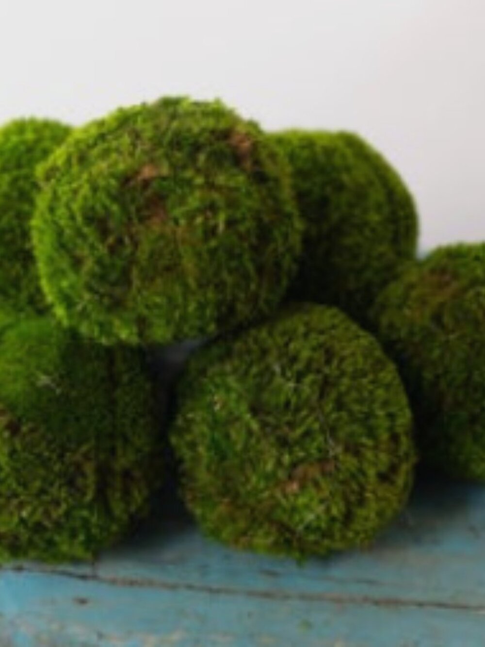 4" Preserved Moss Balls